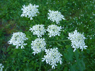 Fleurs blanches groupées en de grandes ombelles aplaties et dégageant une odeur proche de celle de l'urine. Agrandir dans une nouvelle fenêtre (ou onglet)